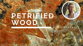 Petrified Wood - The Stone of Past Strength