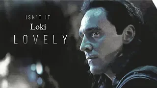 Loki | Lovely