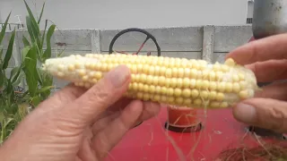 Test, Pick & Eat my Diorama Corn, thanks for following the series, hope you enjoyed it, more to come