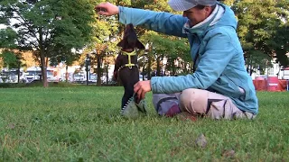 Deutscher Jagdterrier Welpe Gustl vom Mörbitzgrund - 8.- 9. Woche