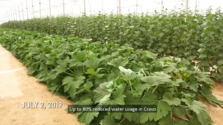 Retractable Roof Structure in Deserts Climates