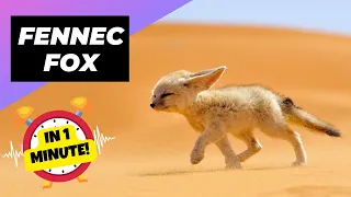 Fennec Fox - In 1 Minute! 🦊 One Of The Cutest And Most Exotic Animals In The Wild