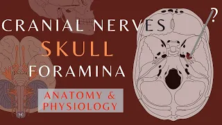 Skull Foramina and Cranial Nerves | Easy Quick Review |Anatomy & Physiology | #cranialnerves #shorts