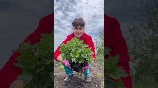 Хризантема МУЛЬТИФЛОРА перезимовала в открытом грунте, что делать дальше?