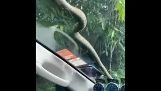 Snake Slithers on Wind Screen || ViralHog