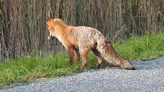 Rotfuchs in Lille Vildmose