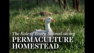 The Role of Every Animal on my Permaculture Farm