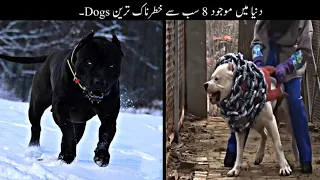 8 Most Powerful Dogs In The World | دنیا کے سب سے طاقتور ترین کتے |  Haider Tv