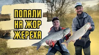 ЭТИ РЫБИНЫ РАЗГИБАЮТ КРЮЧКИ! ЖЕРЕХ весной на перекате. Рыбалка на СТИКИ.