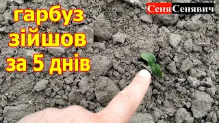 Гарбуз сходе... заморозки йдуть, посадили 03.05.24, через тиждень взійшов