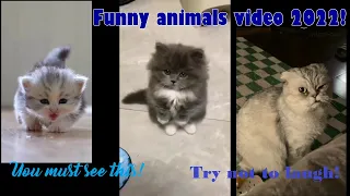 Funny animals video 2022 05!