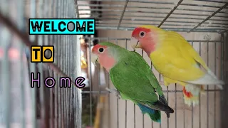 Green &lutino welcome to new home💛💚🦜🤗