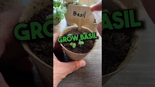 Grow Your Own Basil from Seed