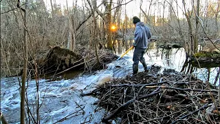 Beaver Dam Removal! || Tearing Out 5 Beaver Dams On MLK Day 2021 Remastered!