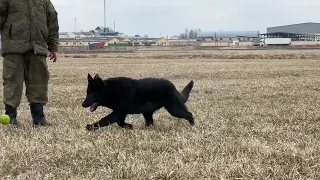 Khiva STASI, DDR female, 8 months old