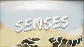 senses | Combat Surf