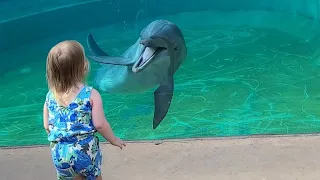 Magical Encounter of a Dolphin and Toddler 🐬