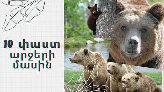 10 շատ հետաքրքիր փաստ արջերի մասին!🐻🐻🐻