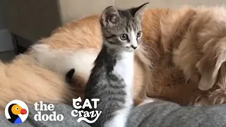 This Tiny Kitten Grows Up Racing Around Her House Like A T-Rex | The Dodo Cat Crazy