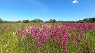 Цветочное поле, цветы, пчелы,  звуки природы, птицы, медитация, relax