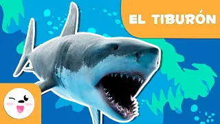 El tiburón 🦈 Animales para niños 🌊 Episodio 8