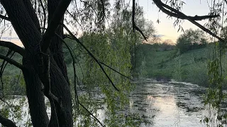 Сюжет про ставок, верби та зайчика.