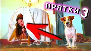 We play in the hiding in the House of the Ghost with the dog Gina Canaries | Elli Di Pets
