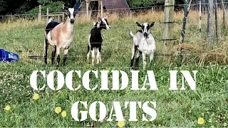 Coccidia in Goats