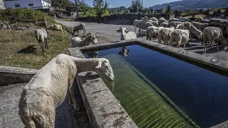 "O aperto vai ser em Agosto e Setembro". Pastores de Trás-os-Montes tentam sobreviver à seca