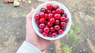 Соседская вишня пришла мне по вкусу в Доме на Юге и дождливые будни