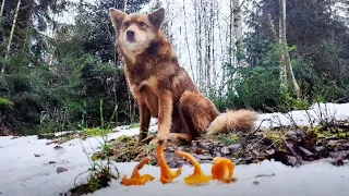 02,01,2024 This year's first winter hike for mushrooms in the highlands of the Ukrainian Carpathians