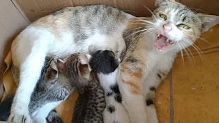 Mother Cat Not Adopting Orphan Kitten