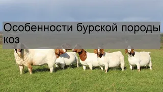 Особенности бурской породы коз