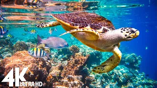 3 HRS of 4K Turtle Paradise - Undersea Nature Relaxation Film + Piano Music by Soothing Melody