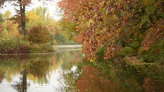 Música Relaxante. 1 h. Lago outono. Descanso, sossego, tranquilidade e calmaria. Piano Anti-Stresse.