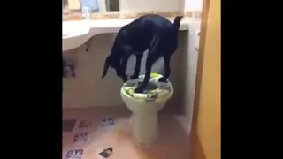 Hund macht sein gescheft auf der Toilette