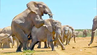20 Incredible Safari Moments Caught on Camera
