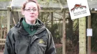 Pine Martens at the Highland Wildlife Park - Love Your Wildlife Park 2013