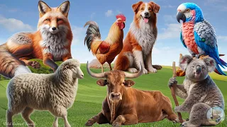 Farm Animal Sounds: Sheep, Bull, Koala Bear, Parot, Fox and Dog Cat - Funny Animal Videos