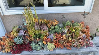 IT’S SUCCULENTS GONE WILD AND YOUR GRAND REVEAL IN DEL MAR🎉