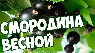 СМОРОДИНА ВЕСНОЙ🍈УХОД И ОБРАБОТКА ОТ ВРЕДИТЕЛЕЙ🐜