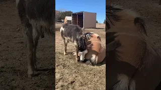 Baby donkey annoys his sleeping horse dad