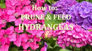 Easy guide to Pruning and Fertilizing Hydrangeas