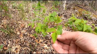 How to Forage | Late Spring Greens