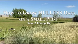 How to Grow HULLESS Oats on a Small Plot- Year 2 Follow Up