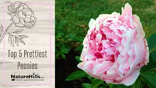 Top 5 Prettiest Peonies | NatureHills.com