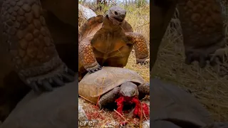 Desert Tortoises having dinner!