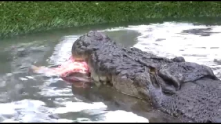 Crocodile Celebrates Birthday By Death Rolling Huge Hunk of Meat