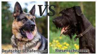 Deutscher Schäferhund VS Riesenschnauzer