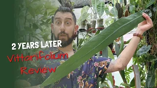 Anthurium Vittarifolium Review | 2 Years Later | Is it worth the hype for this long leaf Anthurium?